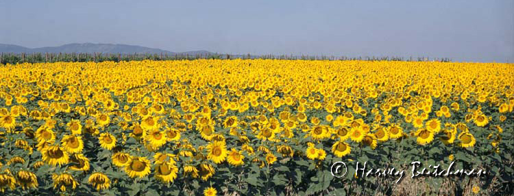 Sunflower Sea.jpg